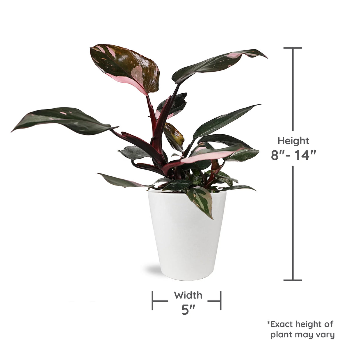 Pink Princess Philodendron Live Plant in 5" White Ceramic Pot K1727