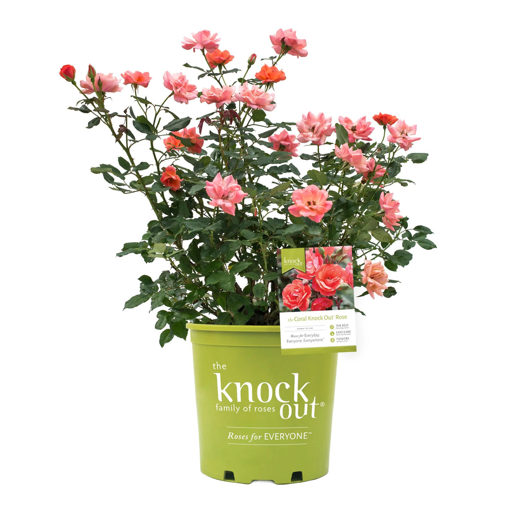 Coral Knock Out Rose Live Shrubs 2 Gallon O129
