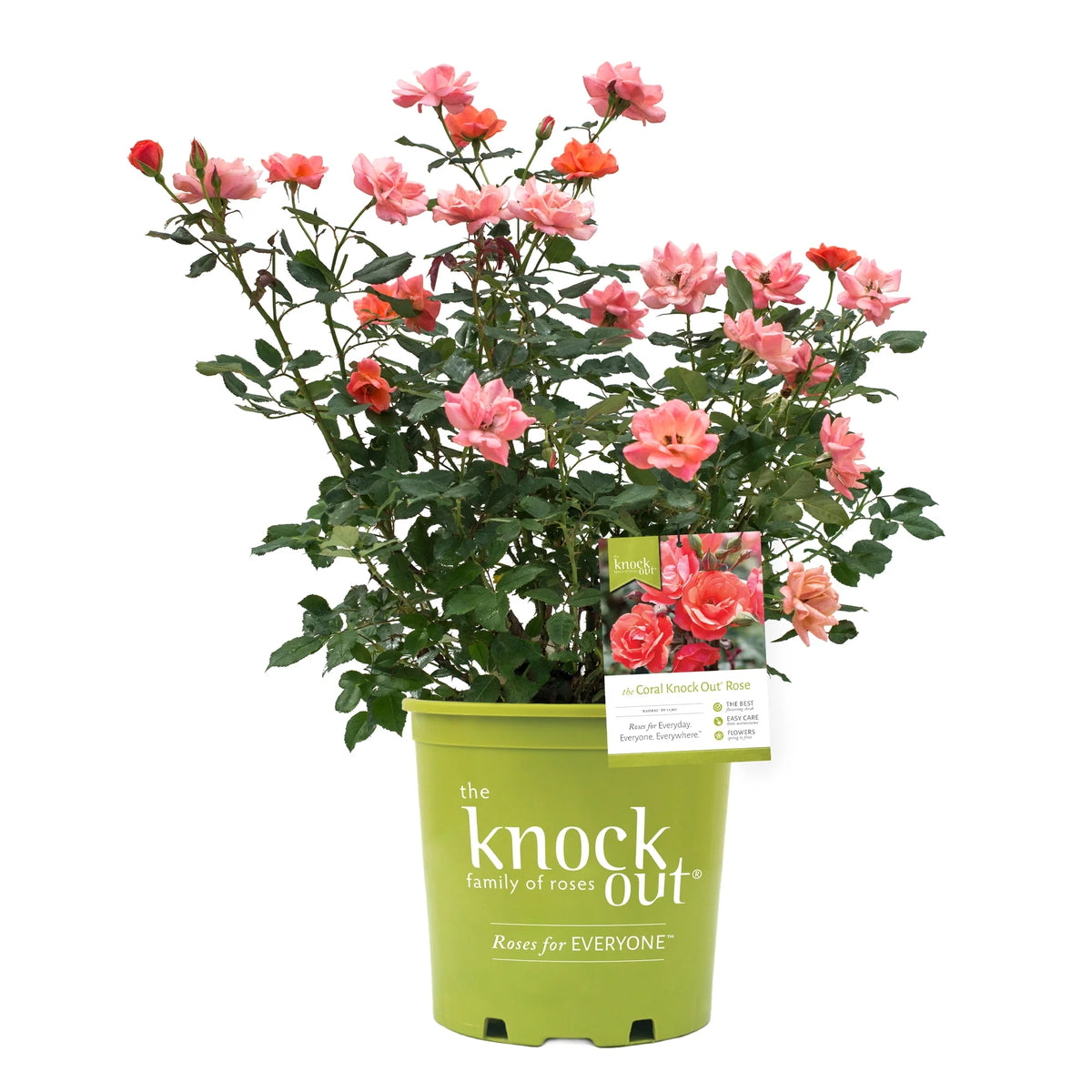 Coral Knock Out Rose Live Shrubs 2 Gallon O129