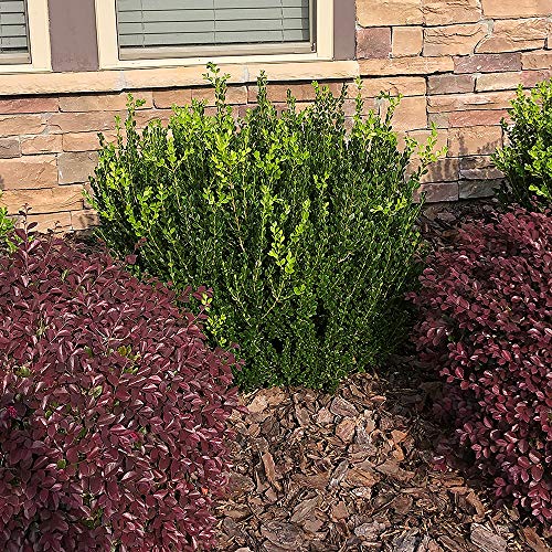 2.25 Gal Green Foliage Boxwood N366368