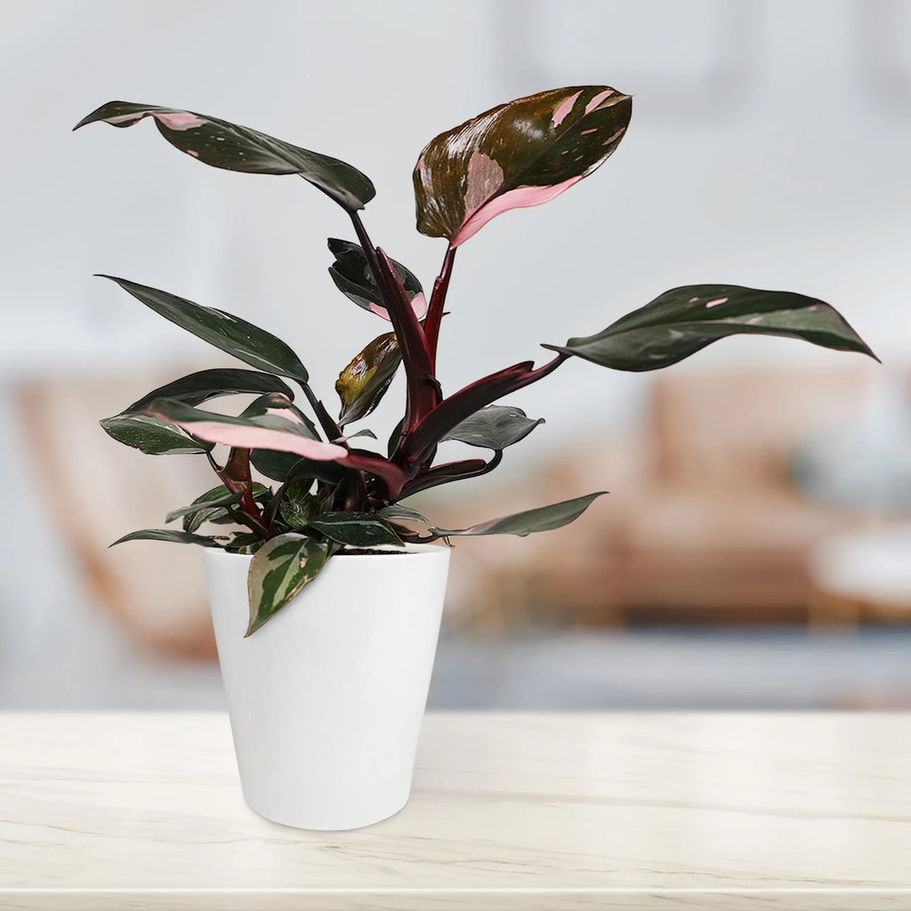 Pink Princess Philodendron Live Plant in 5" White Ceramic Pot K1727