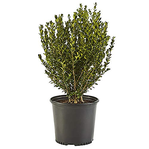 2.25 Gal Green Foliage Boxwood N366368