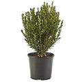 2.25 Gal Green Foliage Boxwood N366368
