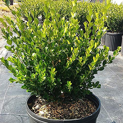 2.25 Gal Green Foliage Boxwood N366368