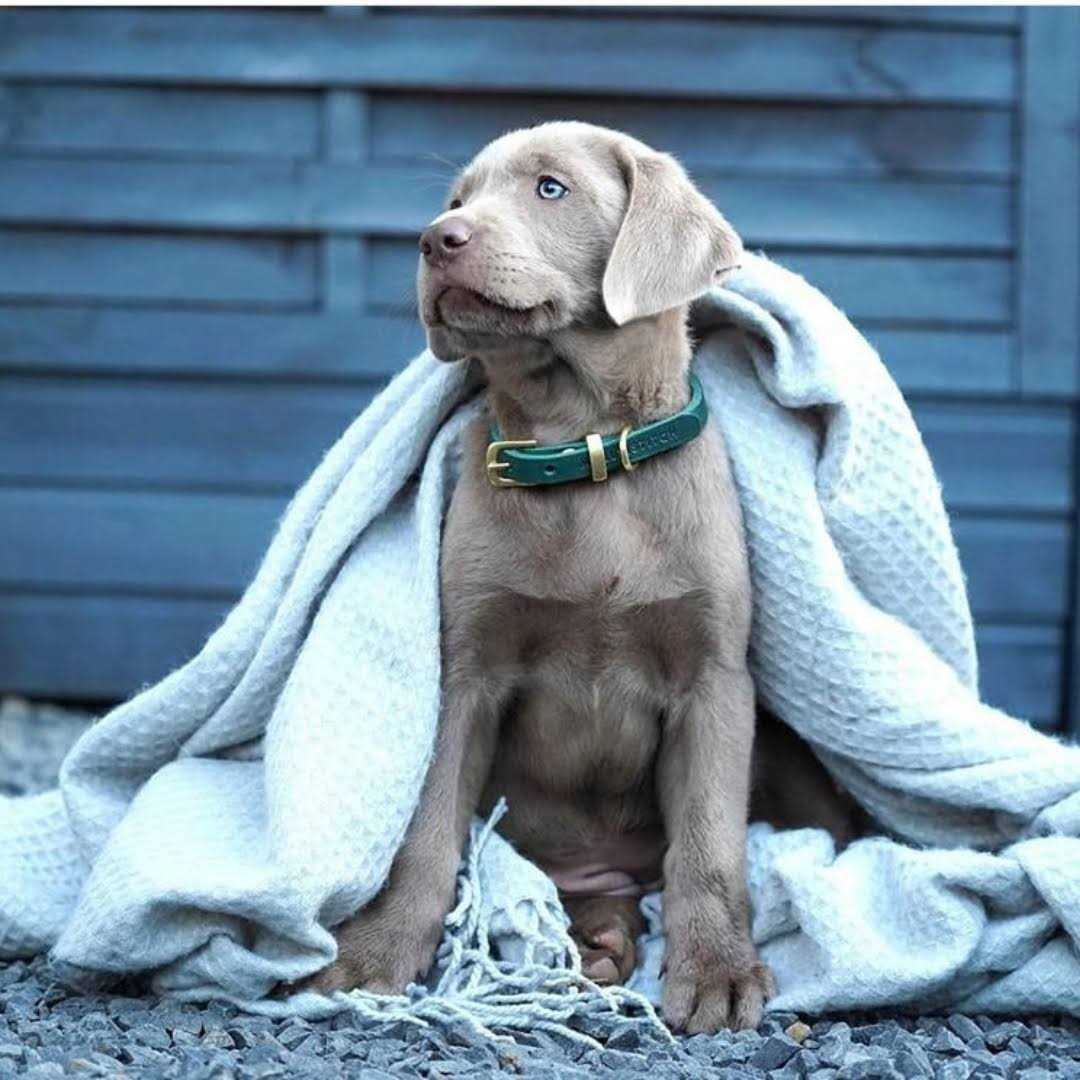 Leather Dog Collar W155678