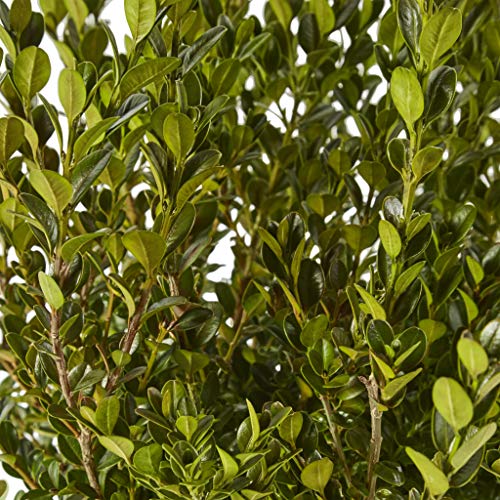 2.25 Gal Green Foliage Boxwood N366368