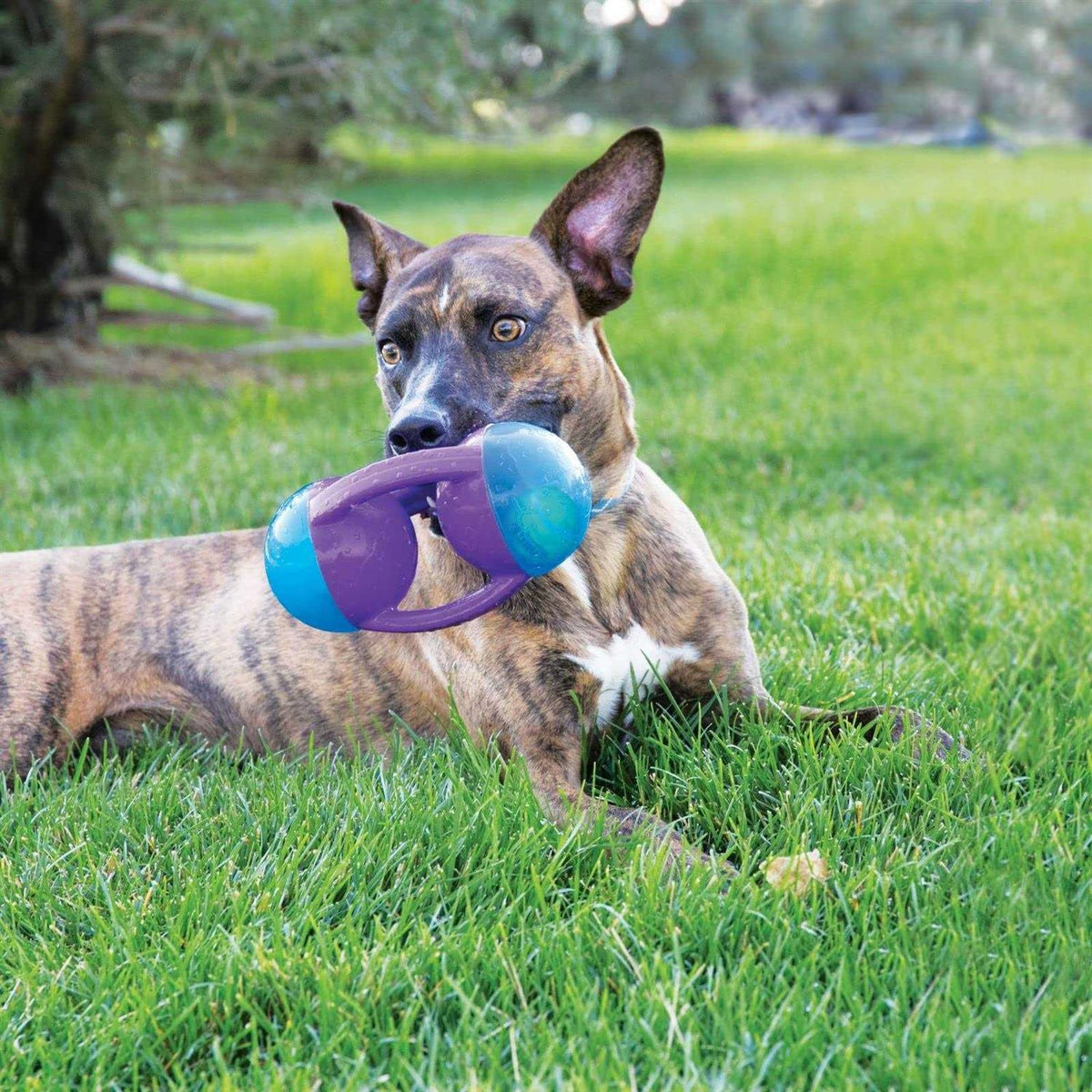 Jumbler Disc Dog Toy M786586