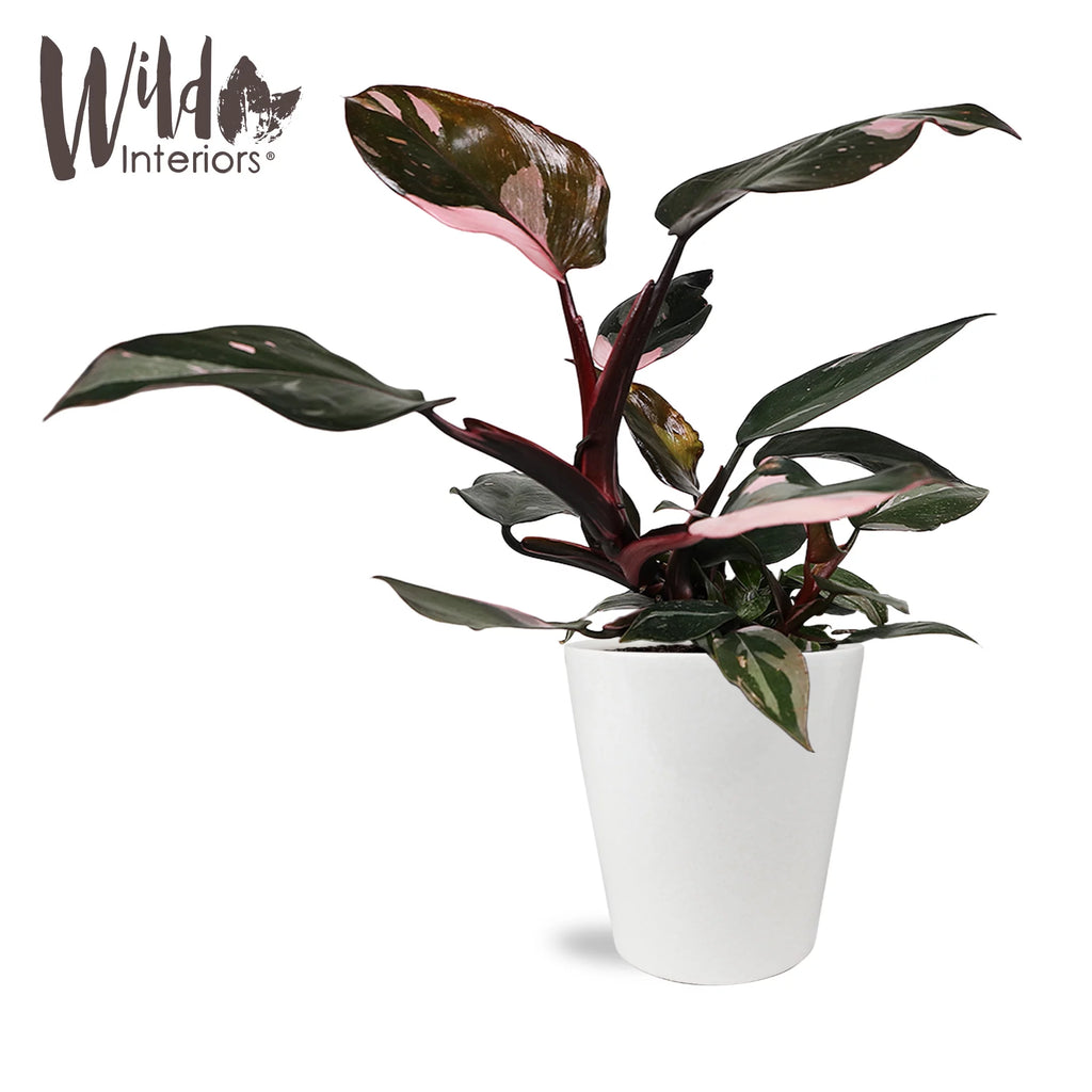 Pink Princess Philodendron Live Plant in 5" White Ceramic Pot K1727