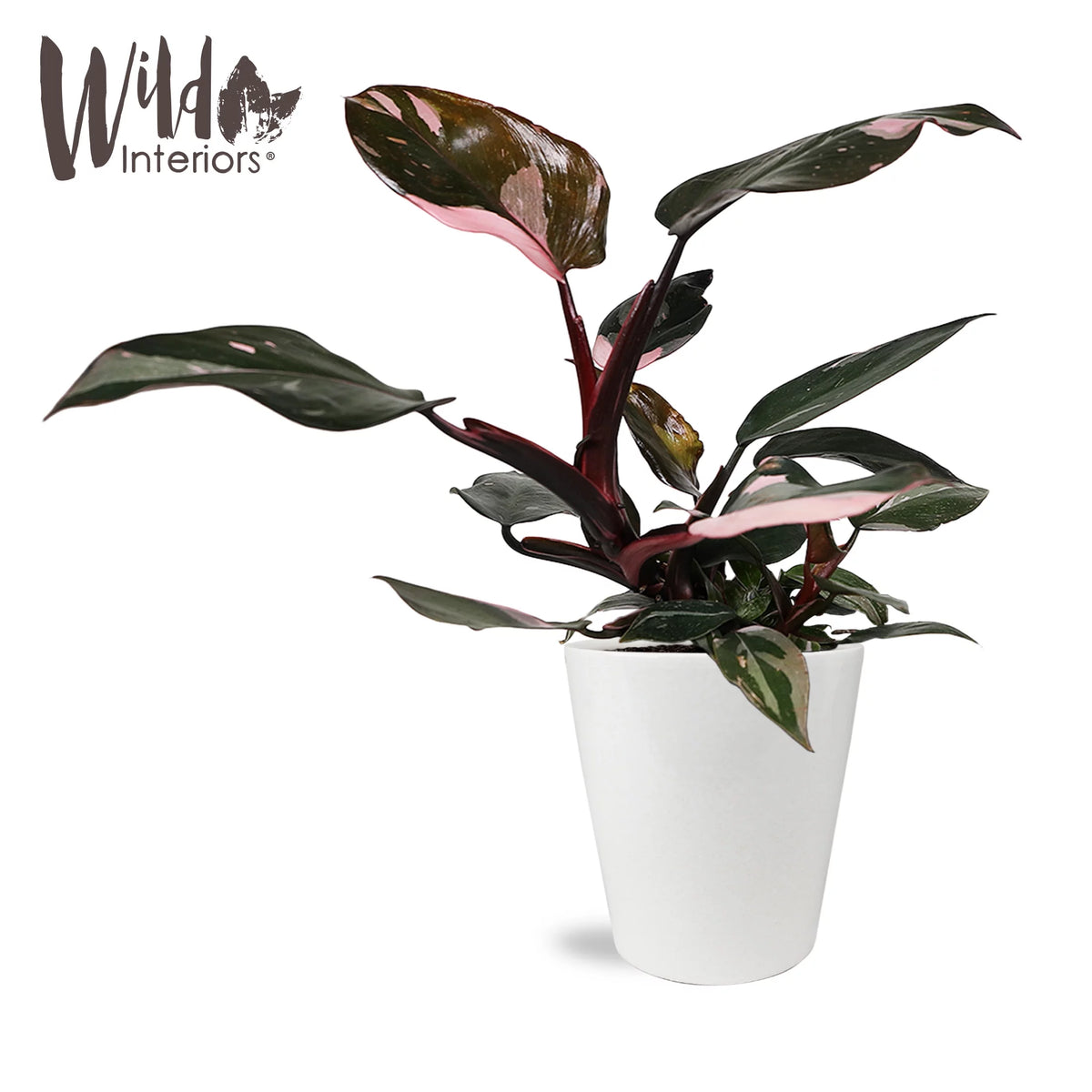 Pink Princess Philodendron Live Plant in 5" White Ceramic Pot K1727