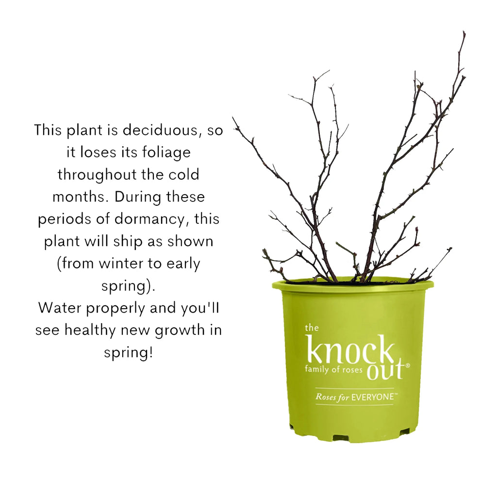 Coral Knock Out Rose Live Shrubs 2 Gallon O129