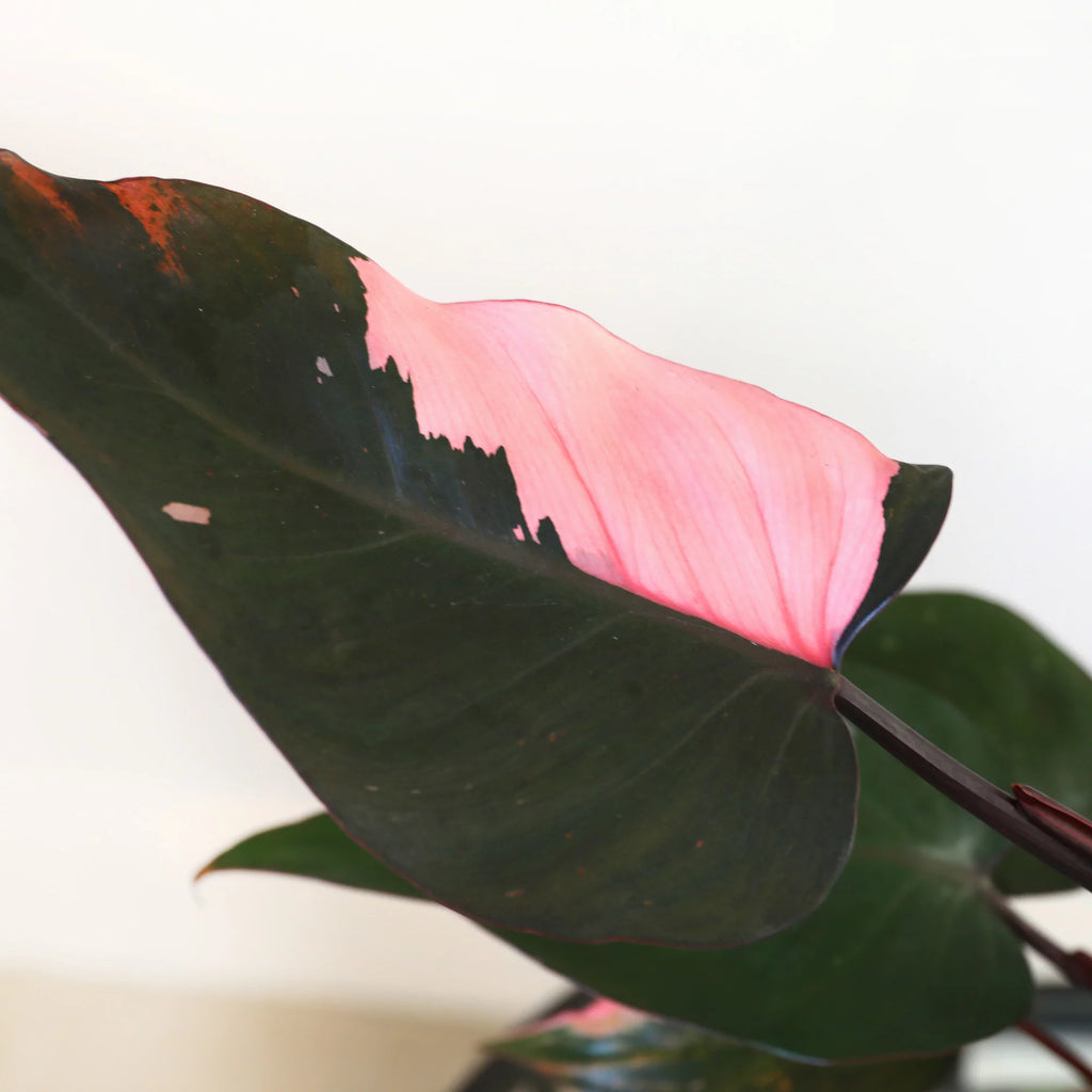 Pink Princess Philodendron Live Plant in 5" White Ceramic Pot K1727