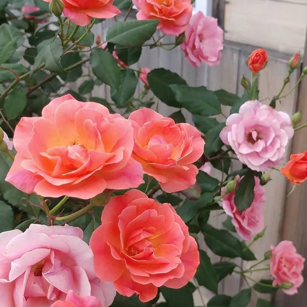 Coral Knock Out Rose Live Shrubs 2 Gallon O129