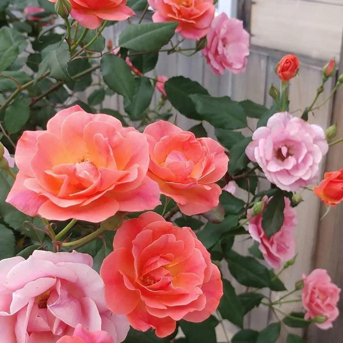 Coral Knock Out Rose Live Shrubs 2 Gallon O129