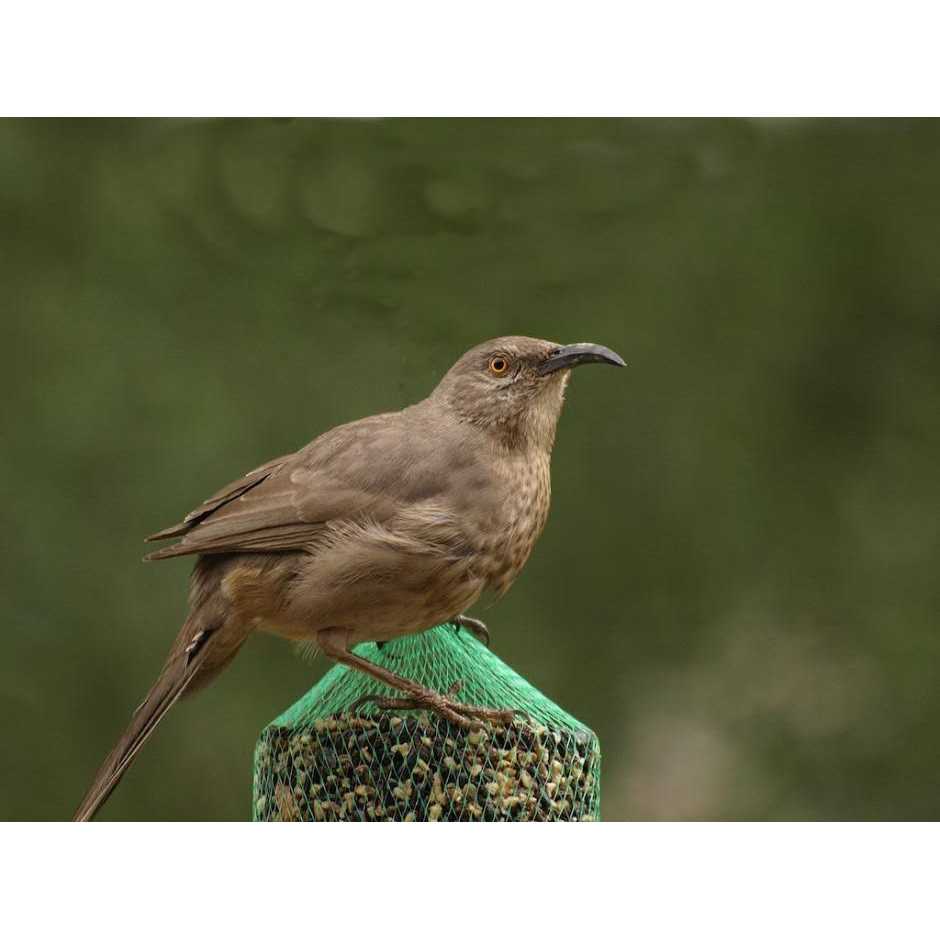Wild Bird Feast Small Cylinder O5180