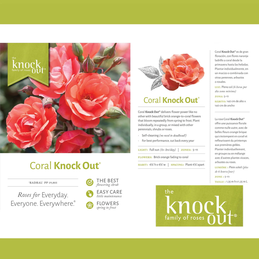 Coral Knock Out Rose Live Shrubs 2 Gallon O129