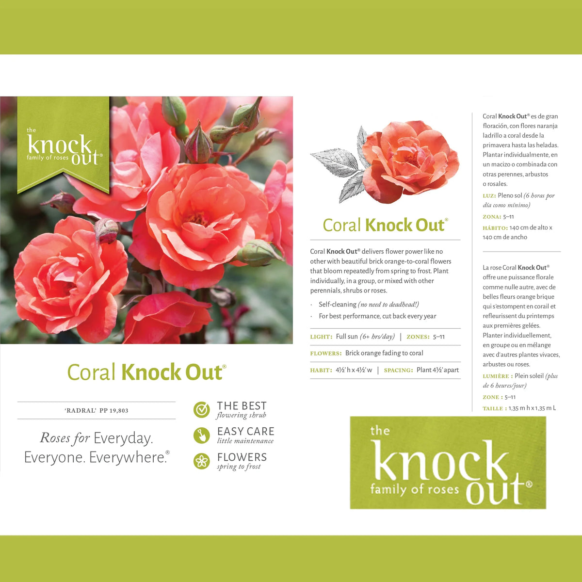 Coral Knock Out Rose Live Shrubs 2 Gallon O129