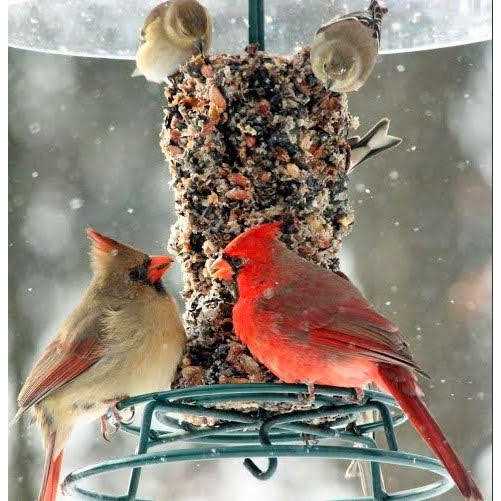 Wild Bird Feast Small Cylinder O5180