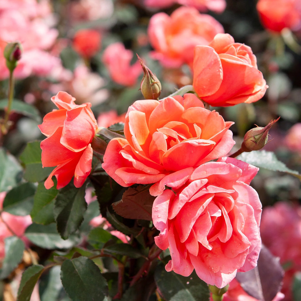 Coral Knock Out Rose Live Shrubs 2 Gallon O129