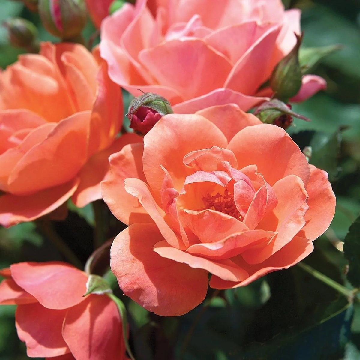 Coral Knock Out Rose Live Shrubs 2 Gallon O129